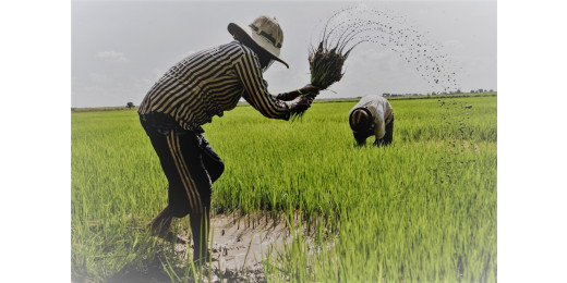 दुनिया का एक तिहाई भोजन पैदा करने वाले किसानों को अंतरराष्‍ट्रीय क्लाइमेट फाइनेंस का मिलता है मात्र 0.3 प्रतिशत
